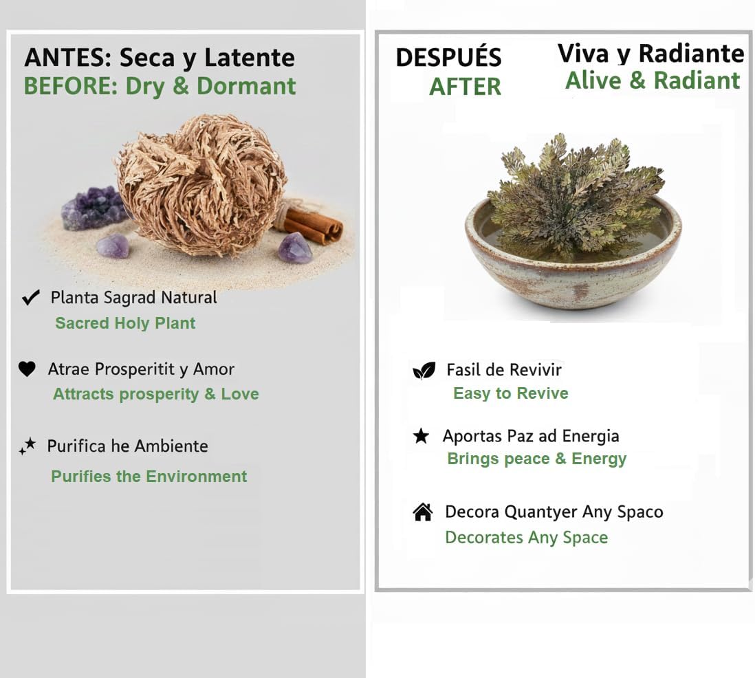 Rosa de Jericó INKANAT Planta Resurrección - 50g Fertilidad y Transformación - ritual-tools - Tienda Esotérica Online